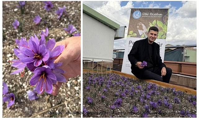 Ülkü Ocakları Genel Merkezi'nin Terasında Safran Hasadı Yapıldı